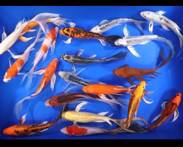 Japanese koi