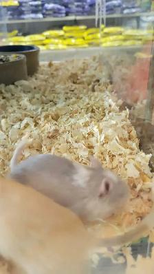 baby hamsters