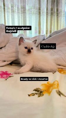 RAGDOLL KITTENS