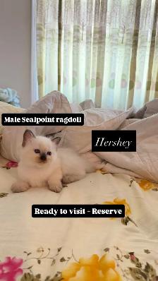 RAGDOLL KITTENS - Photo 2