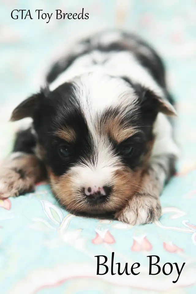 Merle Biewer Yorkie Puppies