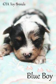 Merle Biewer Yorkie Puppies