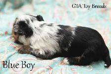 Merle Biewer Yorkie Puppies - Photo 2