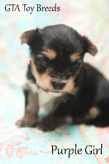 Merle Biewer Yorkie Puppies - Photo 3