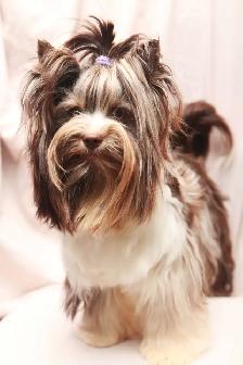 Merle Biewer Yorkie Puppies - Photo 4