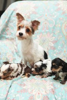 Merle Biewer Yorkie Puppies - Photo 5