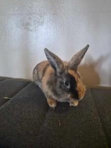 Two Lionhead Bunnies - Photo 5
