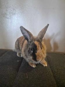 Two Lionhead Bunnies - Photo 2