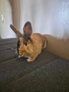Two Lionhead Bunnies - Photo 5