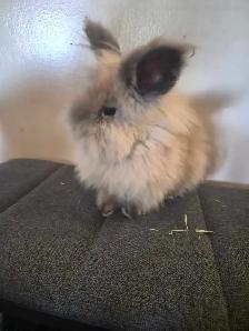 Two Lionhead Bunnies - Photo 6