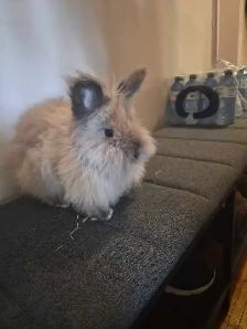 Two Lionhead Bunnies - Photo 8