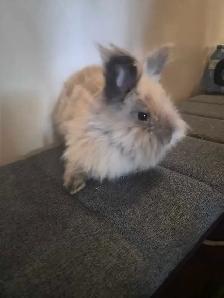 Two Lionhead Bunnies - Photo 9