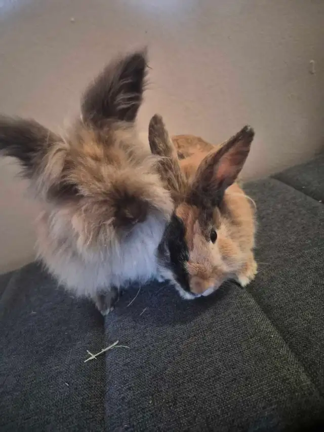 Two Lionhead Bunnies