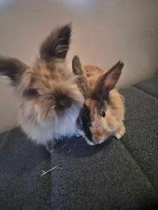 Two Lionhead Bunnies