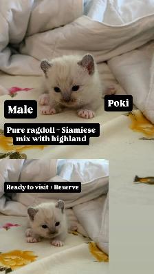 RAGDOLL x SIAMIESE   MIX HIGHLAND LYNX