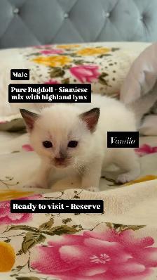 RAGDOLL x SIAMIESE   MIX HIGHLAND LYNX - Photo 3
