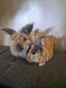 Two Lionheads Bunnies