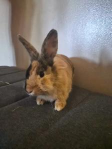 Two Lionheads Bunnies - Photo 2