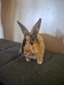 Two Lionheads Bunnies - Photo 3