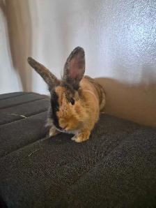 Two Lionheads Bunnies - Photo 5