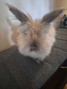 Two Lionheads Bunnies - Photo 6