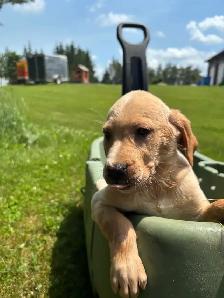 Goled retriever 3/4 mixed with 1/4 beagle 2 left