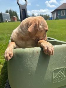 Goled retriever 3/4 mixed with 1/4 beagle 2 left - Photo 2