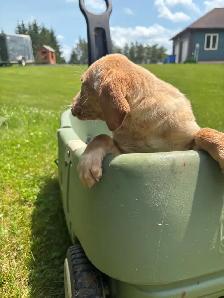 Goled retriever 3/4 mixed with 1/4 beagle 2 left - Photo 3