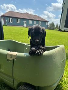 Goled retriever 3/4 mixed with 1/4 beagle 2 left - Photo 4