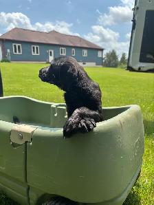 Goled retriever 3/4 mixed with 1/4 beagle 2 left - Photo 5