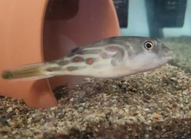 Cross River Puffer/ Redline Puffer fish