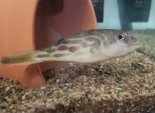 Cross River Puffer/ Redline Puffer fish
