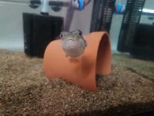 Cross River Puffer/ Redline Puffer fish - Photo 2