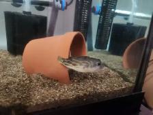 Cross River Puffer/ Redline Puffer fish - Photo 3