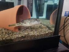 Cross River Puffer/ Redline Puffer fish - Photo 4