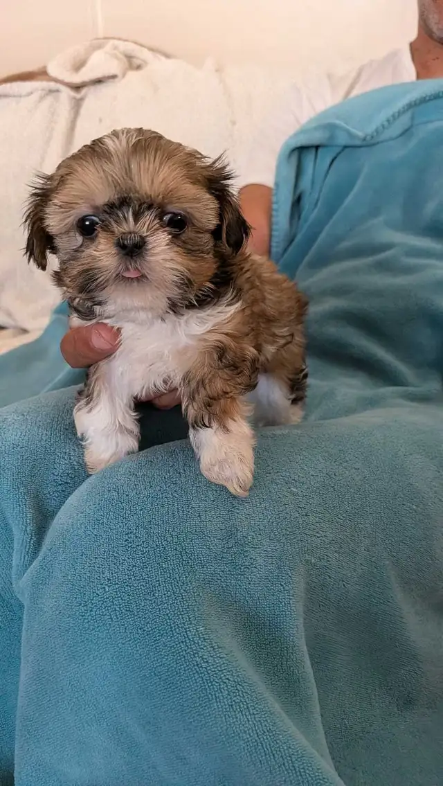 Imperial Shih Tzus beautiful puppies