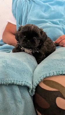 Imperial Shih Tzus beautiful puppies - Photo 2