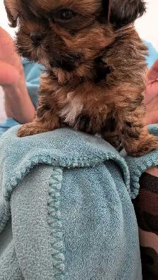 Imperial Shih Tzus beautiful puppies - Photo 3