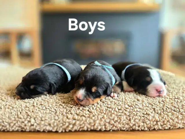 Great Bernese puppies forsale