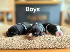 Great Bernese puppies forsale