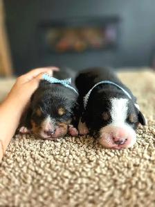 Great Bernese puppies forsale - Photo 2
