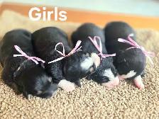 Great Bernese puppies forsale - Photo 3