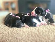 Great Bernese puppies forsale - Photo 4