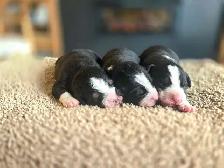 Great Bernese puppies forsale - Photo 5
