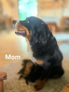 Great Bernese puppies forsale - Photo 6