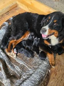 Great Bernese puppies forsale - Photo 7
