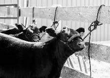 Show and Sale Cattle Lead