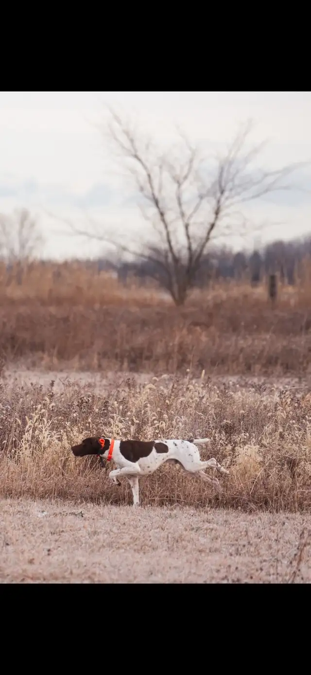 German shorthaired pointer