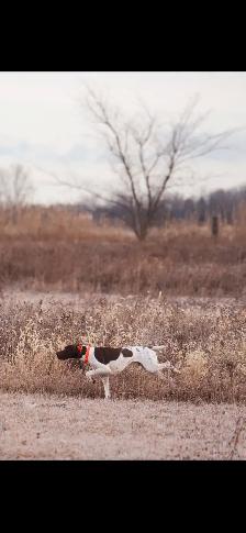 German shorthaired pointer