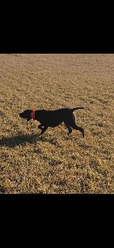 German shorthaired pointer - Photo 2